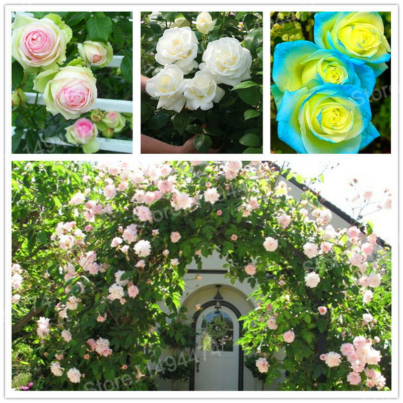 100 Plantas de rosas de escalada de color mixto de unids/bolsa, Plantas de rosa de polianta, hermosa planta de bonsai para el jardín del hogar