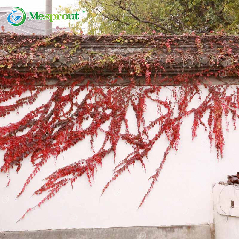 Редкие Красный Бостон Ivy Семена Ivy семян для DIY Для дома и сада Открытый растений Семена Parthenocissus 50 частиц