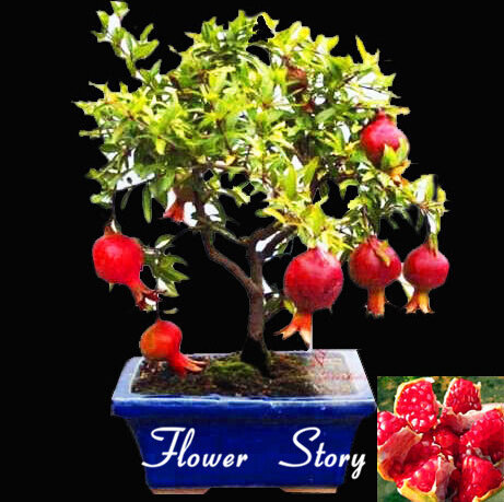 Romã bonsai muito doce fruta deliciosa bonsai suculentas bonsai planta para casa jardim pote 50 peças