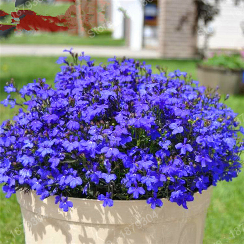 promotion Perennial Aubrieta rock cress flower bonsai Evergreen Resistant flower plant for home garden ground cover flower 200pc