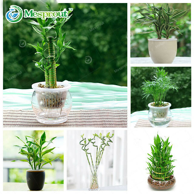 30PCS Lucky Bamboo  6 Kinds Can be Choose Potted Seeds Variety Complete Dracaena Seeds the Budding Rate 95%