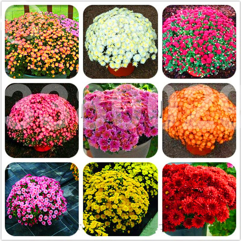 100 шт./пакет почвопокровные бонсай с хризантемой легко выращивать цветочных растений для дома сад бонсай