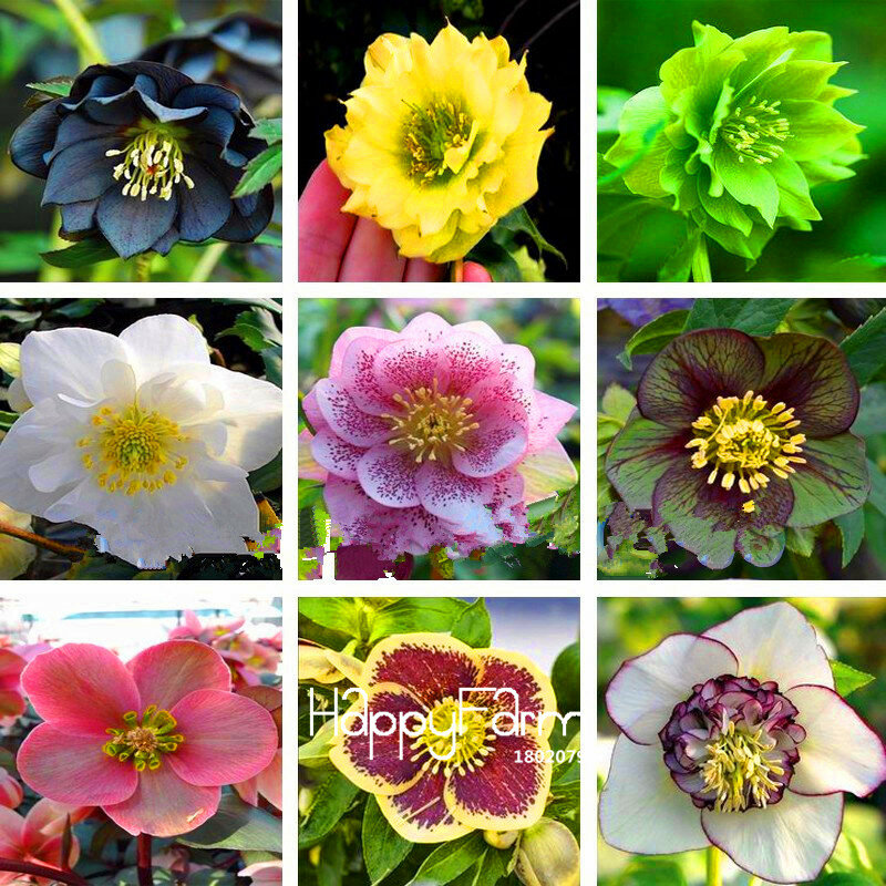 ¡Gran venta! 20 piezas por lote bonsái japonés maceta Helleborus planta DIY hogar jardín