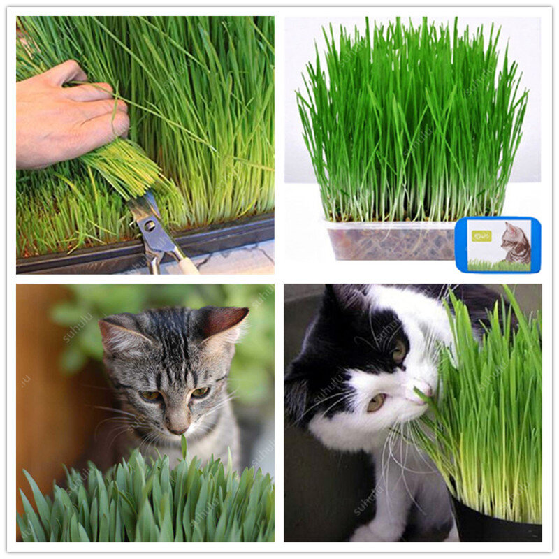Freies Verschiffen 1000 stücke Katze Gras Bonsai Laub Pflanze Bonsai Weizen Gras Minze Geruch Überlegene Katze Lebensmittel Für Ihr Haustier einfach Zu Wachsen