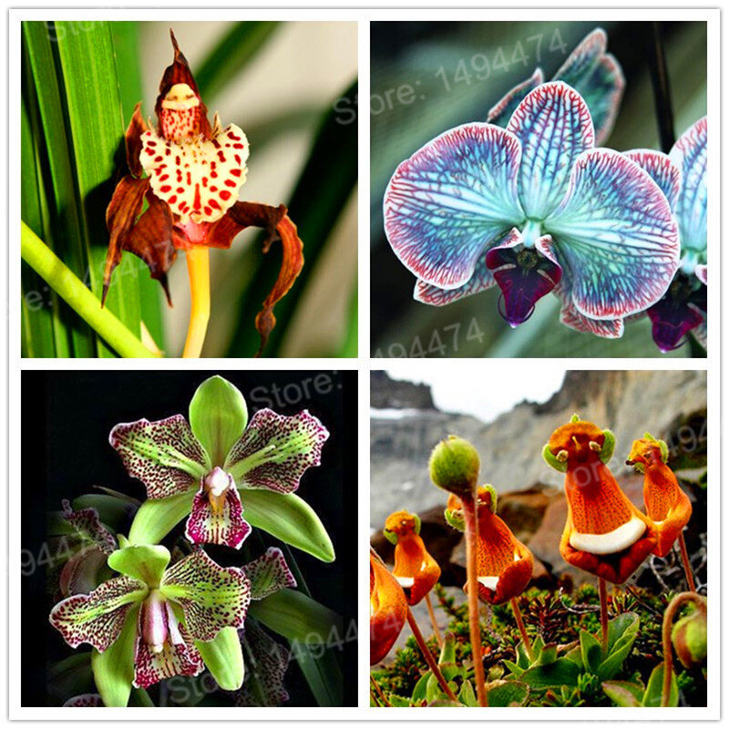 200 pièces/sac orchidée Rare flores, orchidée rare bonsaï plante plantas singe visage fleur plante croissance naturelle fleur bonsaï pour la maison g