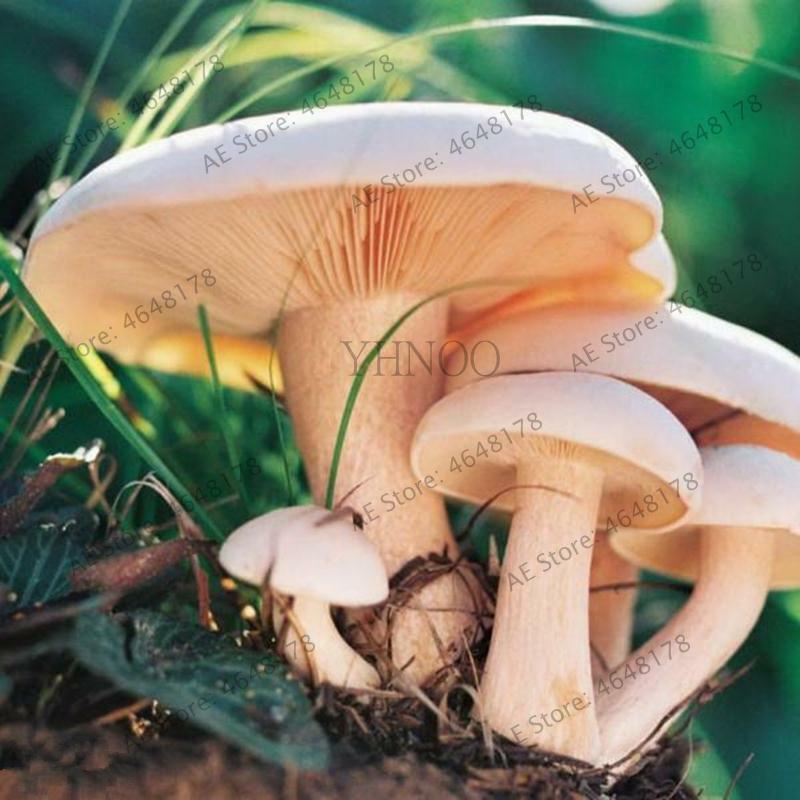 1000 шт вкусные гигантские грибы Бонсай Органические зеленые продукты забавные суккуленты съедобные здоровые растительные растения для сча...