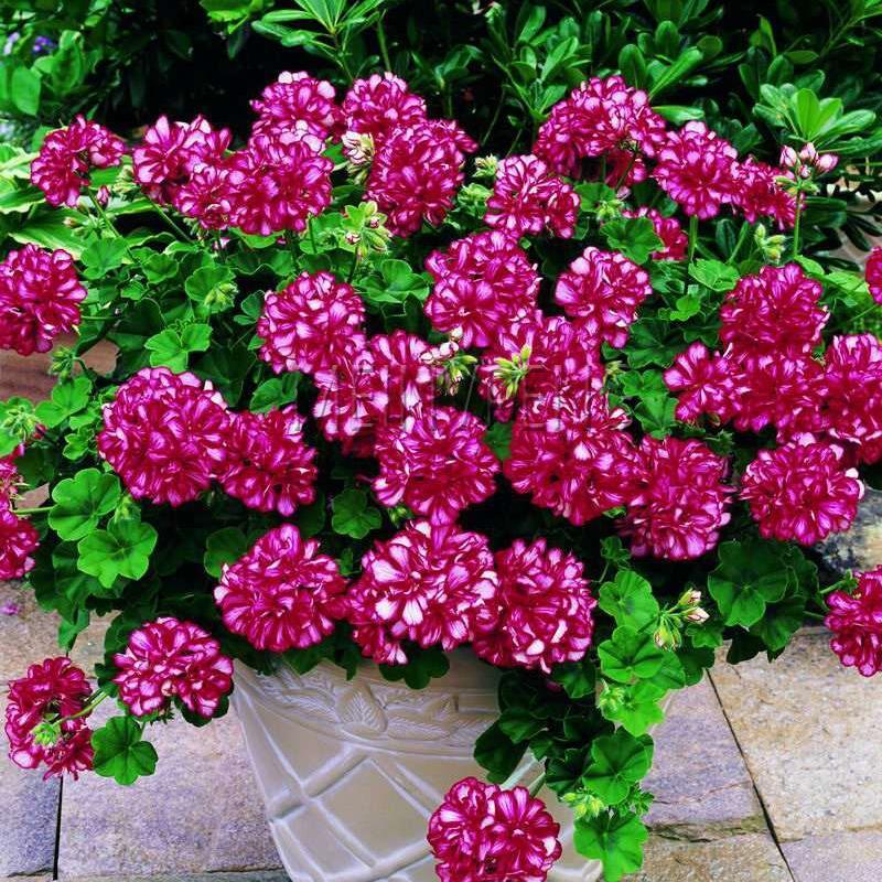 Rare100 Pcs Geranie Bonsai Blume Pflanze Pelargonium Geranium Blume Topfpflanzen Reinigen die Luft Natürliche Wachstum für Home Garten