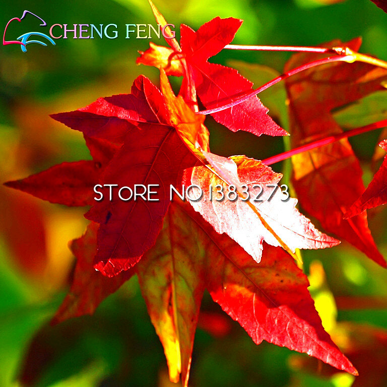 20pcs Purple Maple bonsai Rare In The World Canada Is A Beautiful Purple Maple Bonsai Plants Trees For Home Garden Free Shipping