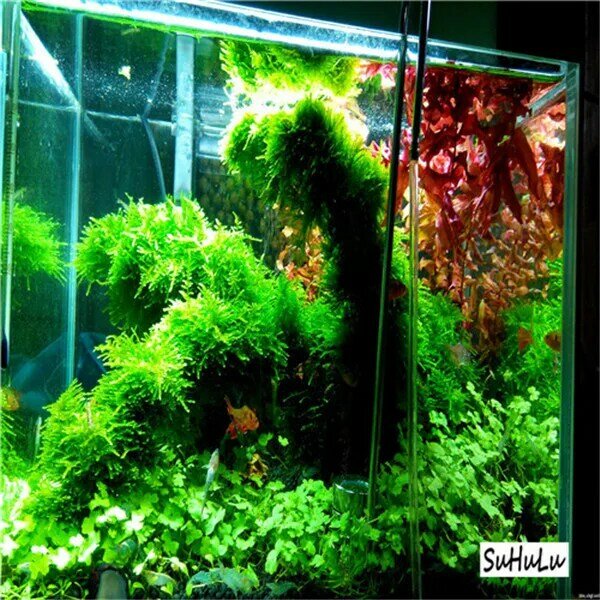 1000 шт аквариумная трава бонсай водный для воды растение бонсай живой мох Гра легко выращивать