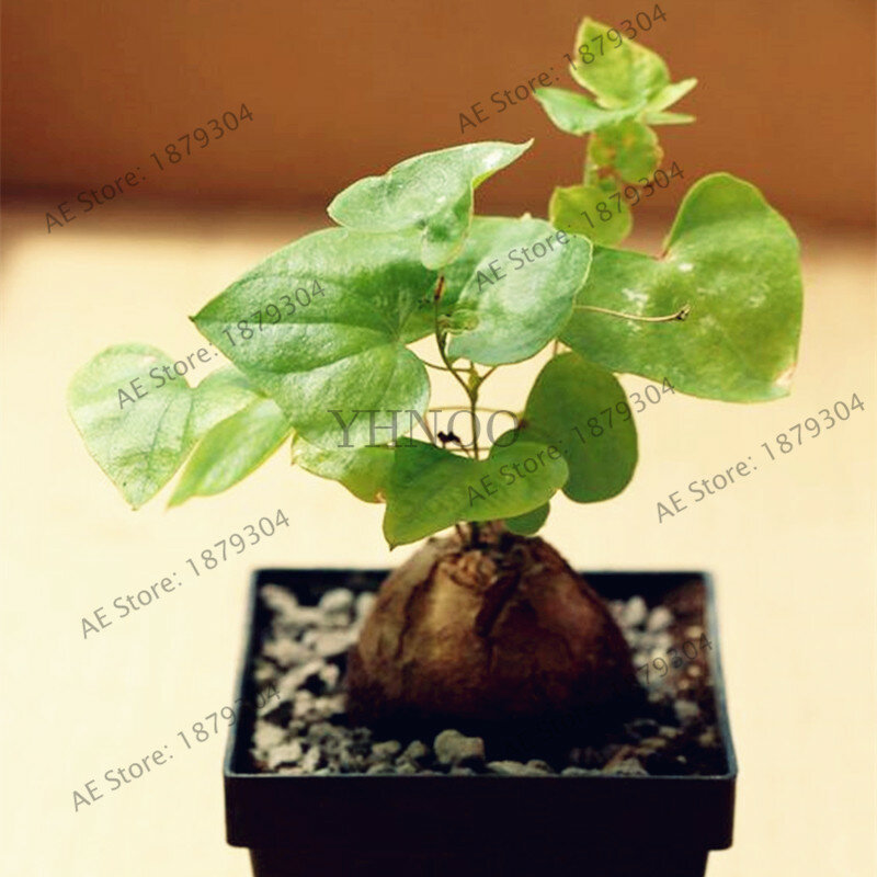 2 unids/bolsa de espalda de tortuga, pie de elefante, pan de hottentots flores (Dioscorea elephantipes) Planta de jardín casero bonsai
