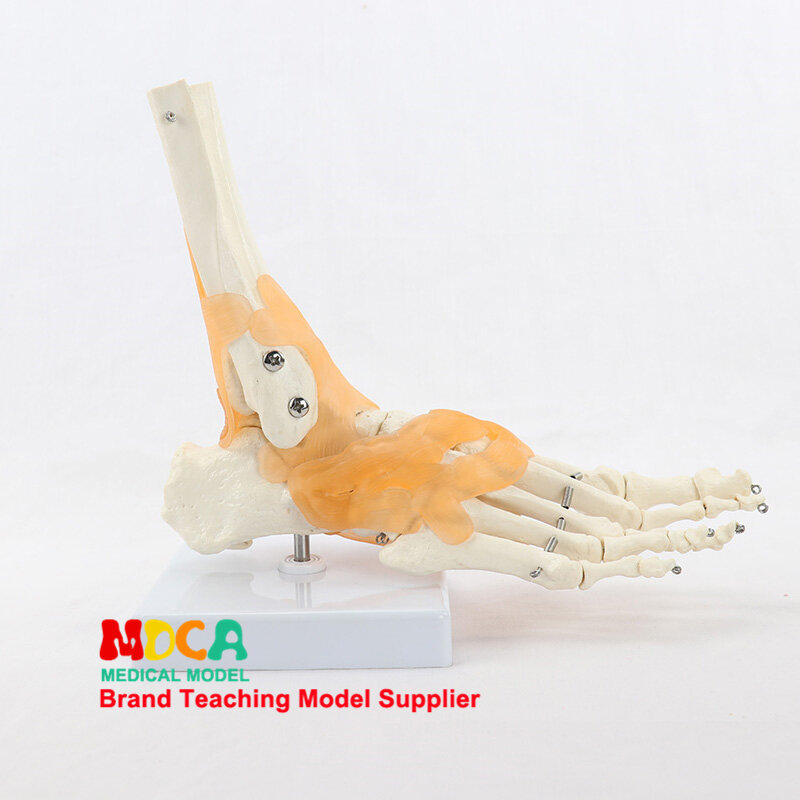 Ankle joint model, foot bone ligament model, human bone and bone teaching, MJG004