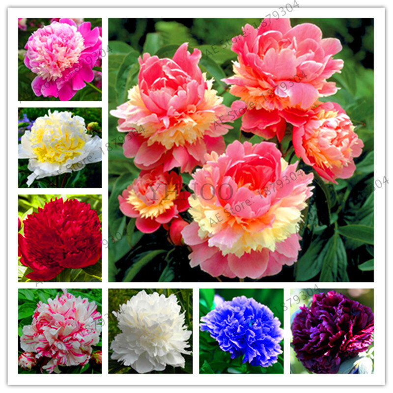 Neue 2018! 10cs 'Walter Mains' Baum Pfingstrose bonsai, Seltene schöne Garten Blume pflanze Mix Farbe Paeonia Suffruticosa-Land Mirac