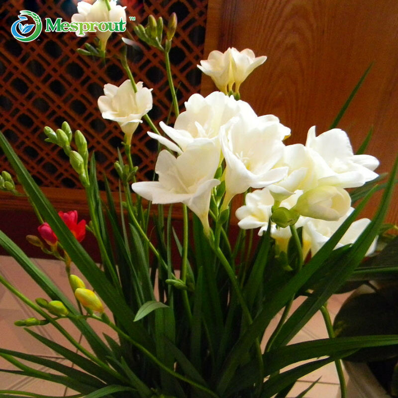50 шт. белая фрезия лампы помещении в горшках цветы орхидеи, терраса в саду Многолетнее Семена цветов