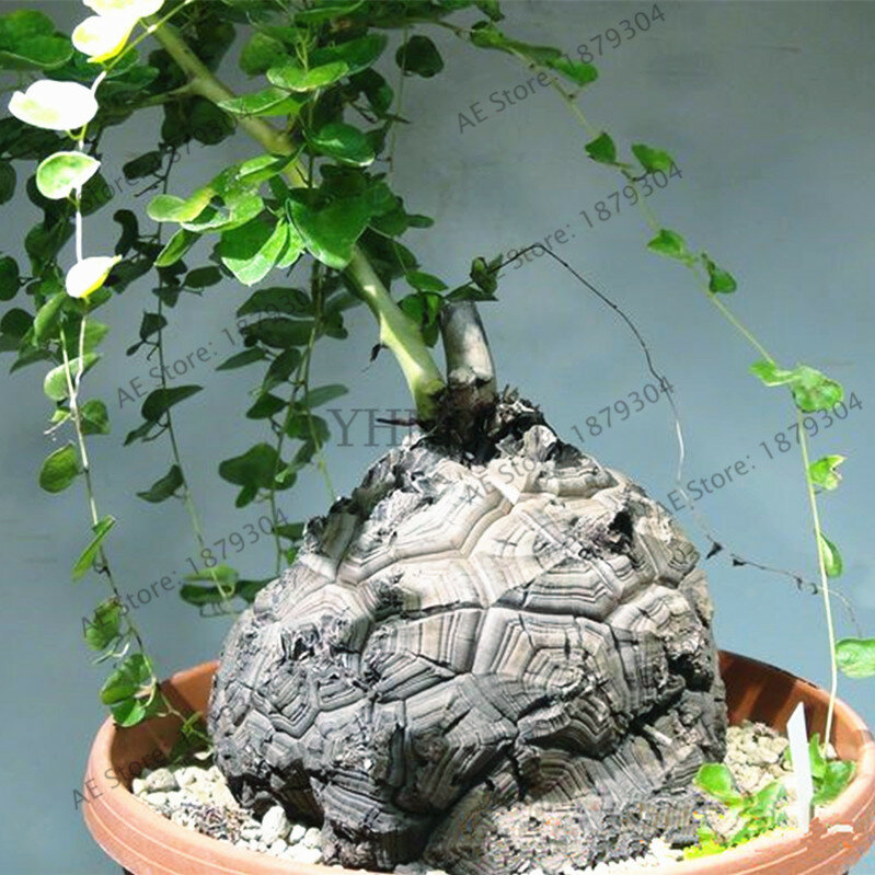 2 pçs/saco tartaruga de volta, pé de elefante, pão de hottentotsflores flores (dioscorea elephantipes) bonsai planta casa jardim