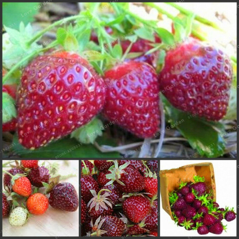 100 Uds bonsái de fresa color raro púrpura fresa roja Cerezo Bonsai fruta baya Bonsai Decilious fruta para jardín doméstico