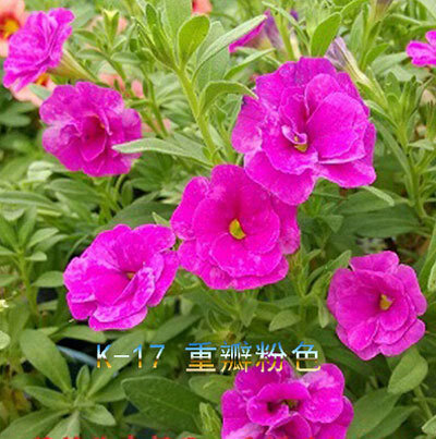 2018 새로운 판매 야외 식물 매우 쉬운 행복한 농장 봄 정원 petunia, petunia 분재, 꽃 분재 petunia-100 개/몫/많은