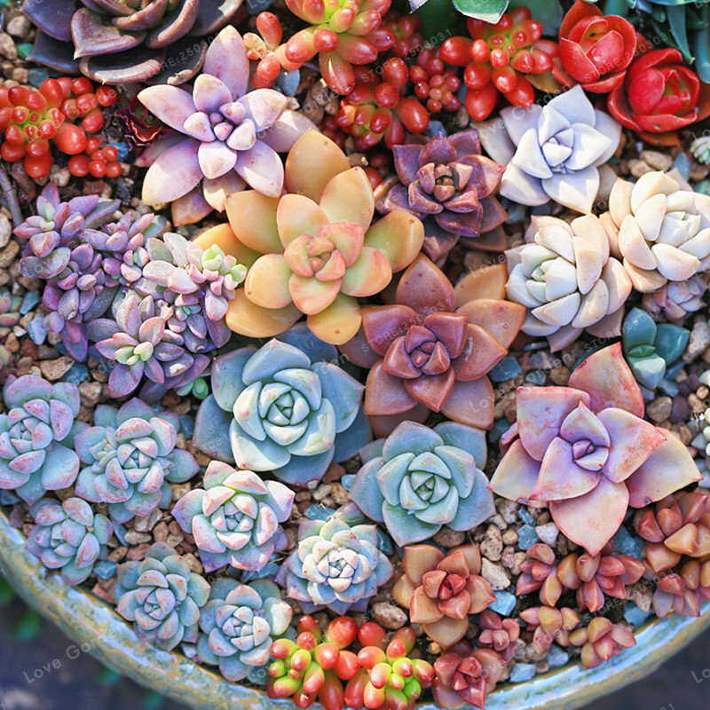 100 pièces mélanger couleur succulentes bonsaï Rare beauté en pot fleur bonsaï pour maison jardin facile à cultiver