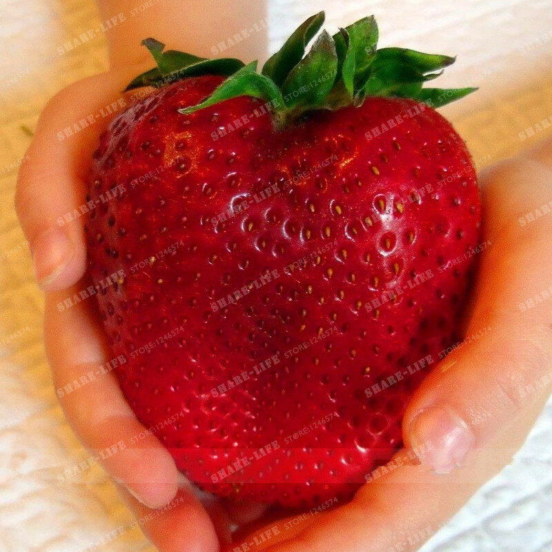 200 pcs/bag Gaint Strawberry Seeds Big Sweet Strawberry Berry Fruit Seeds Bonsai Pot Plant Non-GMO Family Food For Home Garden