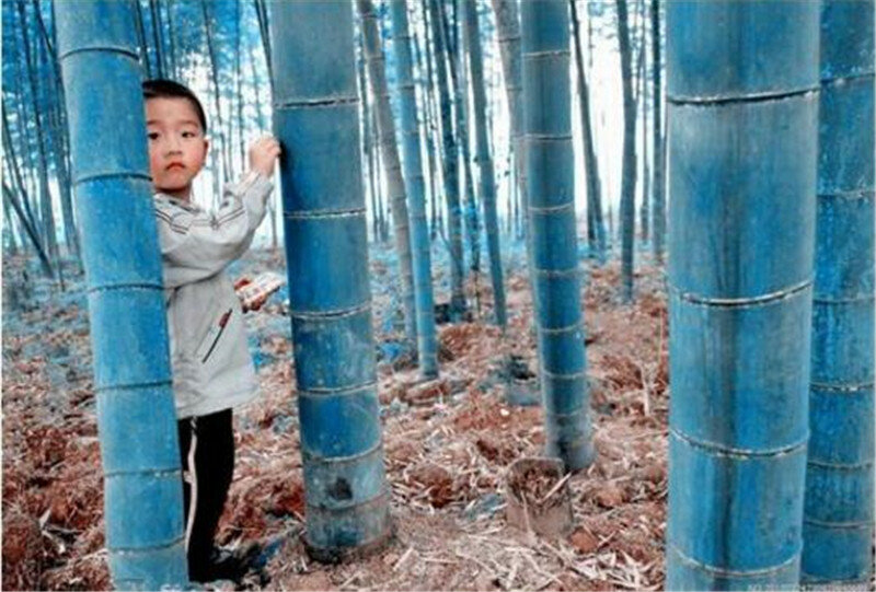 20 piezas jardín azul bambú árbol perenne bonsai planta jardín macetas plantadores aire purificador, balcón bonsái flores al aire libre fácil de cultivar