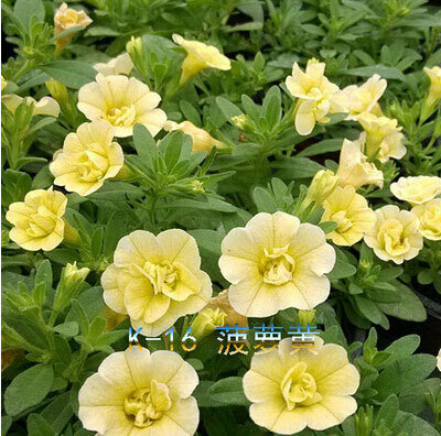 2018 nouvelle vente plantes d'extérieur très facile heureux ferme printemps jardin pétunia, pétunia bonsaï, fleur bonsaï pétunia-100 pcs/lot