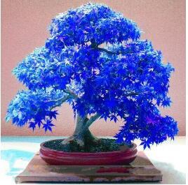 Hot sale 40 pcs/pack Japanese Ghost Blue Maple tree Rare Balcony Bonsai Tree plants for home garden  Free Shipping