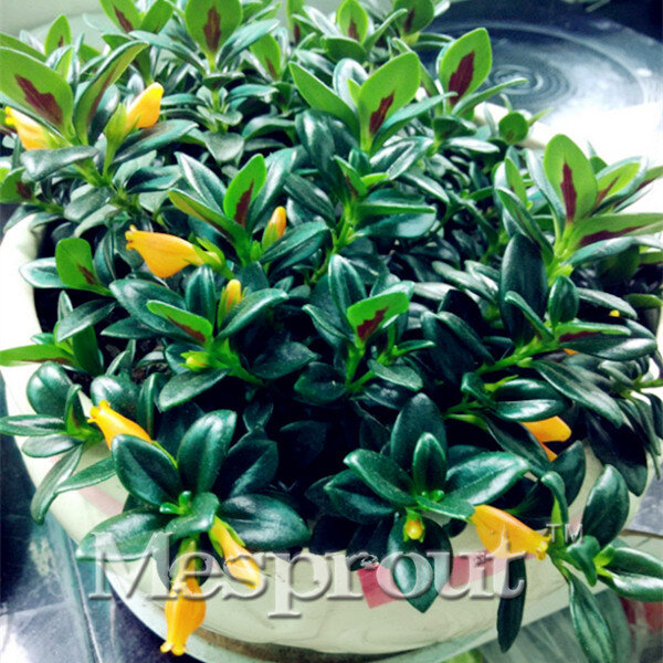 Goldfish Chlorophytum Seeds Indoor Air purification, Flowers, Potted Plants absorb formaldehyde seeds,  potted seeds 50pcs