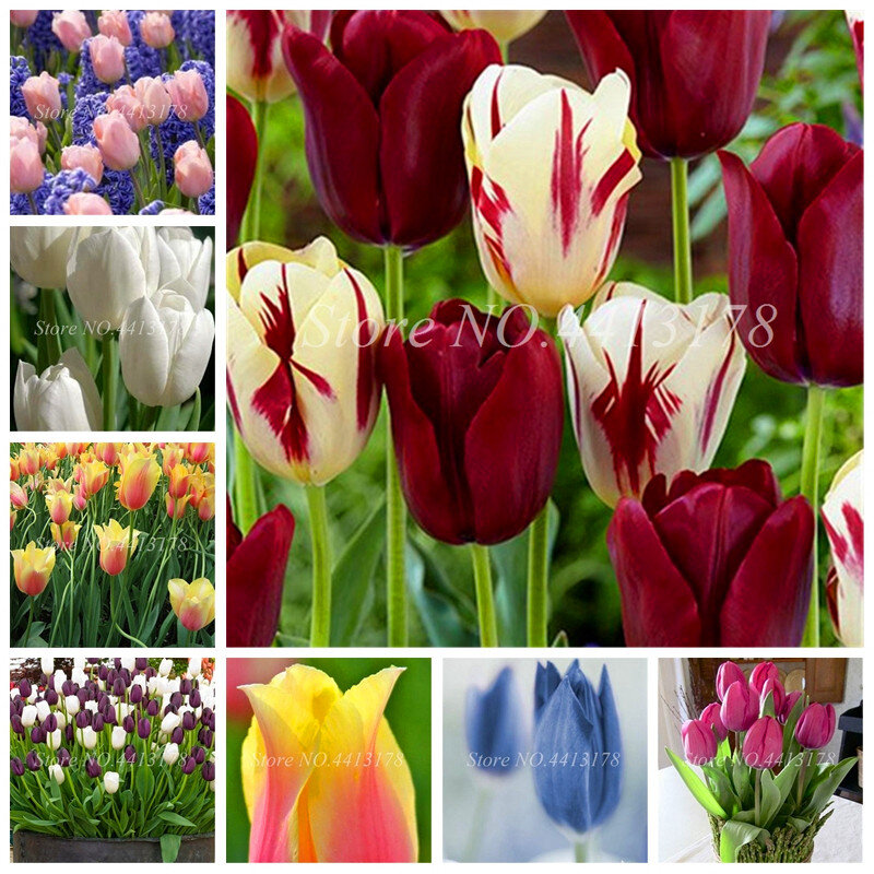 Bonsai 100 Pcs Bonsai Tulip (Not Tulip Bulbs)24 Varieties Rainbow Tulip High-Grade Flower Potted Plant Most Beautiful * Colorful