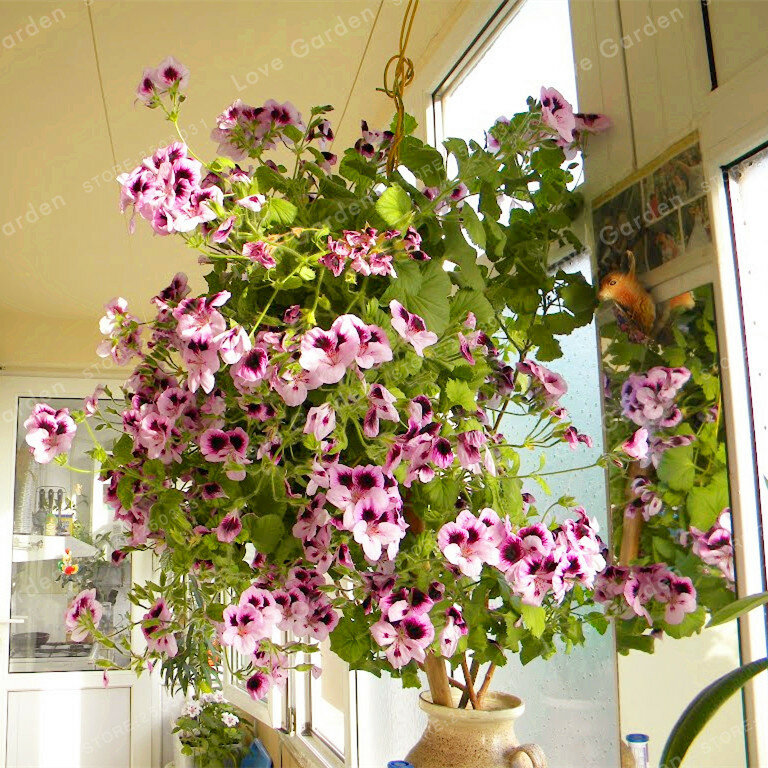 Gran oferta 100 unids/bolsa de múltiples colores geranio Bonsai perenne flor planta Pelargonium, INTERIOR PLANTAS bonito bonsái con flor