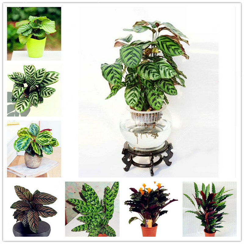 100 Pcs Rare Calathea Bonsai Air Freshening plants High Humidity, Easy to Grow, Office Desk Bonsai for Flower Pot Planters