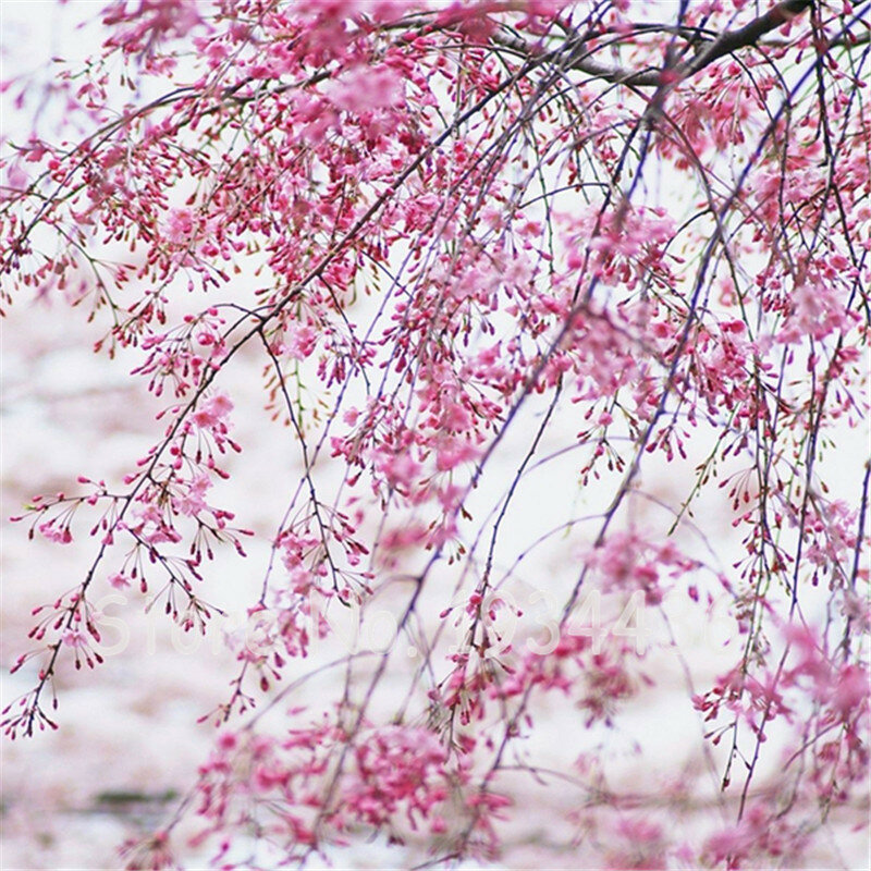 20 Pcs Japanese Pink Sakura Cherry Blossoms Tree Home Garden Climbing Tree Flower Plant DIY Perennial Christmas Ornaments Plant