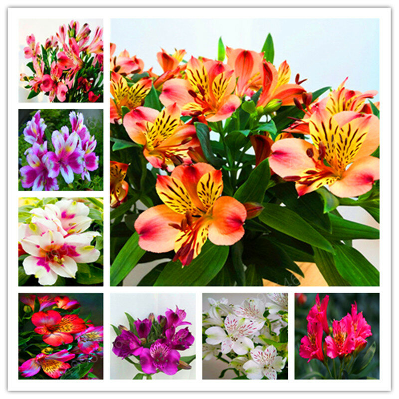 100PCS hot-selling Rare Peruvian Lily Alstroemeria Flower Mix-color Beautiful Flower for Home & Garden Free Shipping