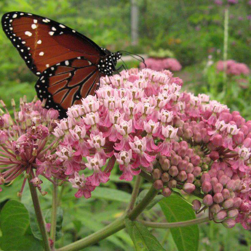 Zlking 50 pcs asclepias curassavica 빨간색 높은 발아율 멕시코 milkweed monarch 호스트 식물 꽃 식물 홈 가든에 대 한