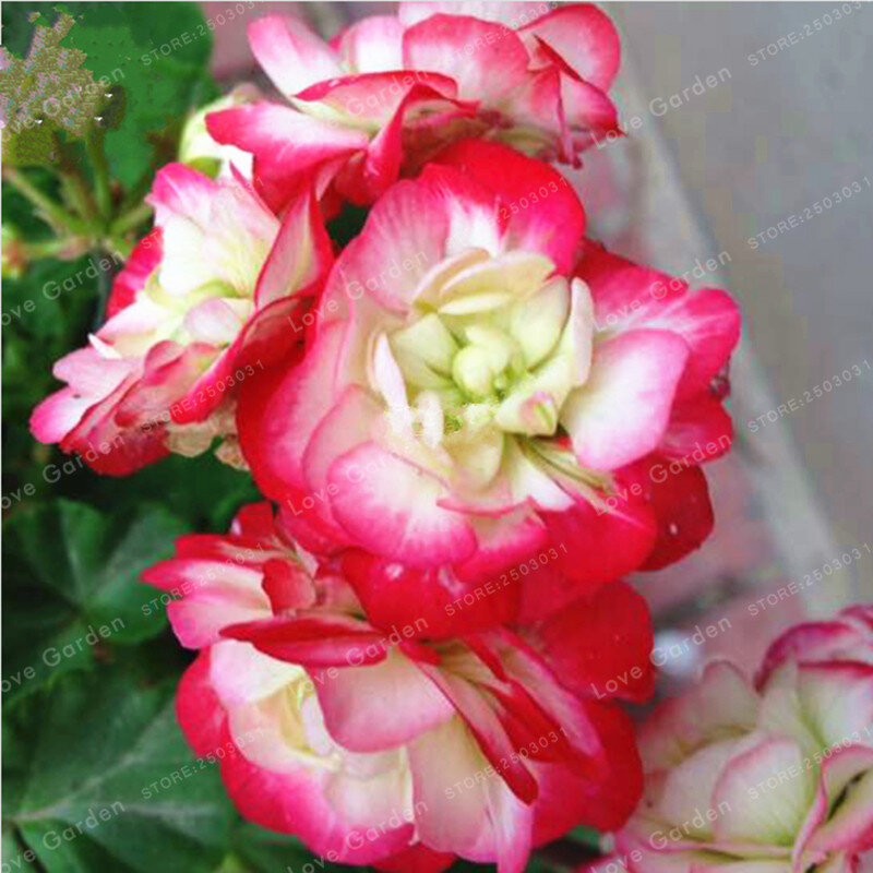 Raro Tipo de Flor Bonsai Gerânio Branco Bola Vermelha 100 pcs Big Flores Pelargonium Hortorum Casa Bonsai Planta de Jardim