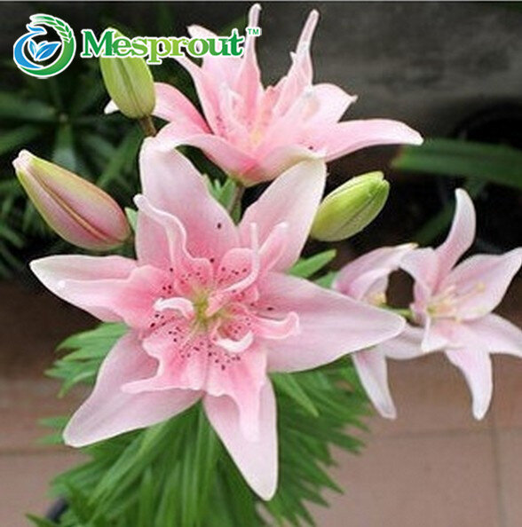 Promotion! 50pcs perfume Lily Seeds flower Germination 95% creepers bonsai DIY garden supplies pots planters
