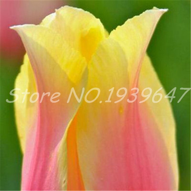 200 Pcs Bonsai Tulip Flower Beautiful Tulipanes Flower Plant For Garden Bloom Plants(Not Tulip Bulbs ) Flower Symbolizes Love