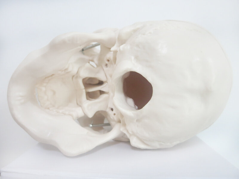 Modelo de calavera no tóxica para adultos, figuritas decorativas de PVC, Modelo 1:1, tres dientes extraíbles, Clínica de simulación de calaveras de Cranio, Universidad Médica