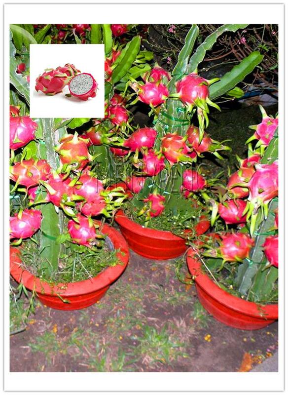 500 pcs/ bag Imported Red Pitaya plant Japanese Juicy Non-GMO Bonsai Dragon Fruit Home Garden Potted DIY Easy to Grow