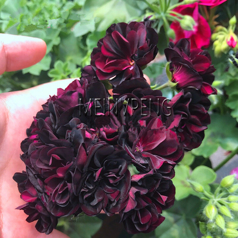 Sale!Rare Red Black Rose Geranium bonsai, Perennial Flower plants Pelargonium Peltatum Bonsai for Indoor Rooms,5garden