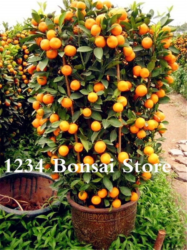 100 piezas bonsái naranja en maceta comestible tangerina cítricos fruta enana naranja árbol planta interior para plantas de jardín del hogar fácil de crecer