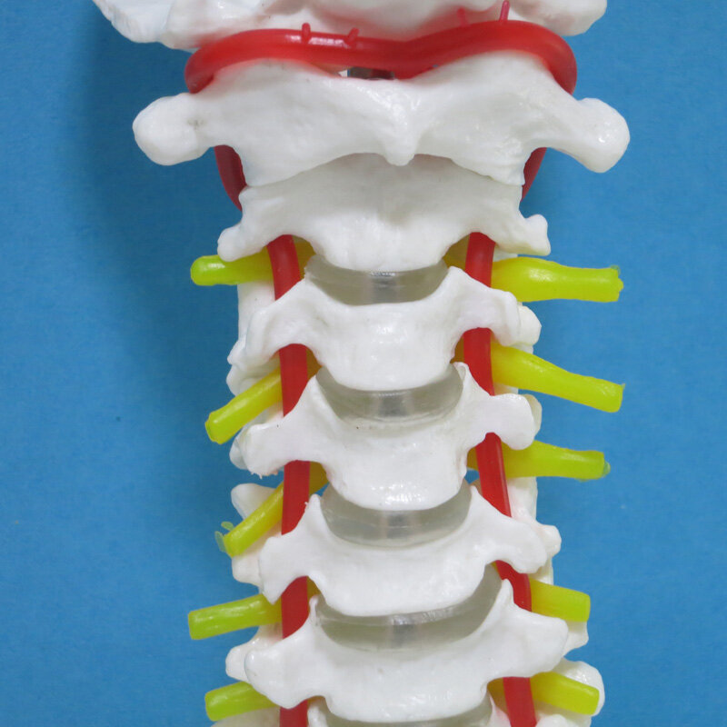 Obat tulang belakang leher model tubuh Manusia anatomi model dekorasi Patung-patung Klinik pribadi dekoratif Khusus