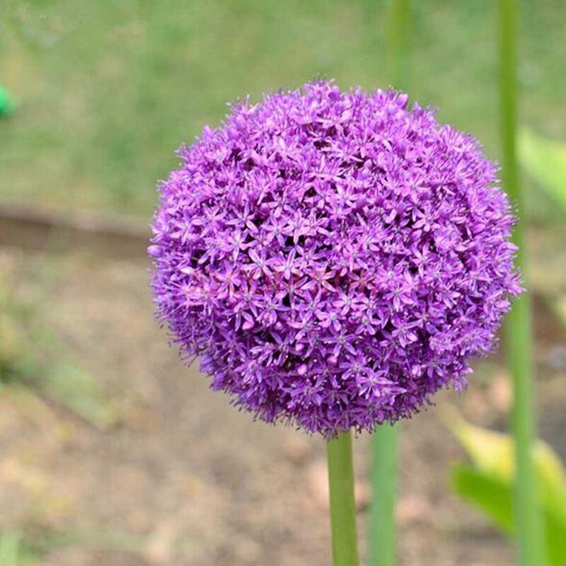 120 шт./упак. фиолетовый Giant Allium Giganteum красивый цветок-бонсай садовое растение в уровень почкования 95% редкий цветок для малыша