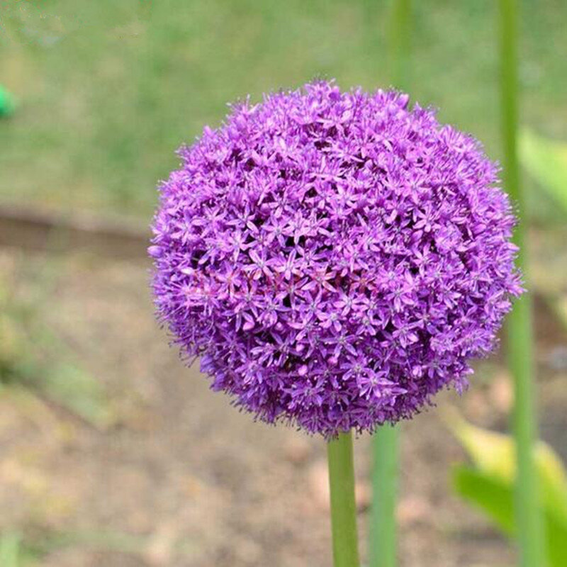 120 unids/pack púrpura Allium gigante gianteum bonito bonsái con flor de jardín la tasa de floración 95% flor rara para chico