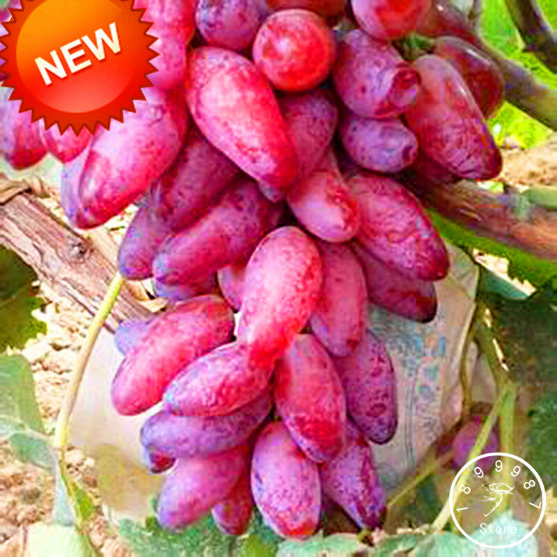¡Venta caliente! 100 unids/lote raro dedo rojo uva bonsai fruta avanzada flores crecimiento Natural uva jardinería frutas plantas, # LGG5BV