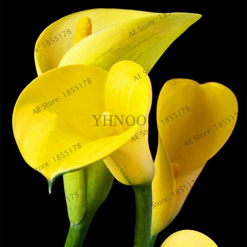 Grande vente! 100 pièces/sac fleurs de lys Calla, plante de bonsaï rare vivace pour la maison et le jardin bricolage, Bouquets de mariage