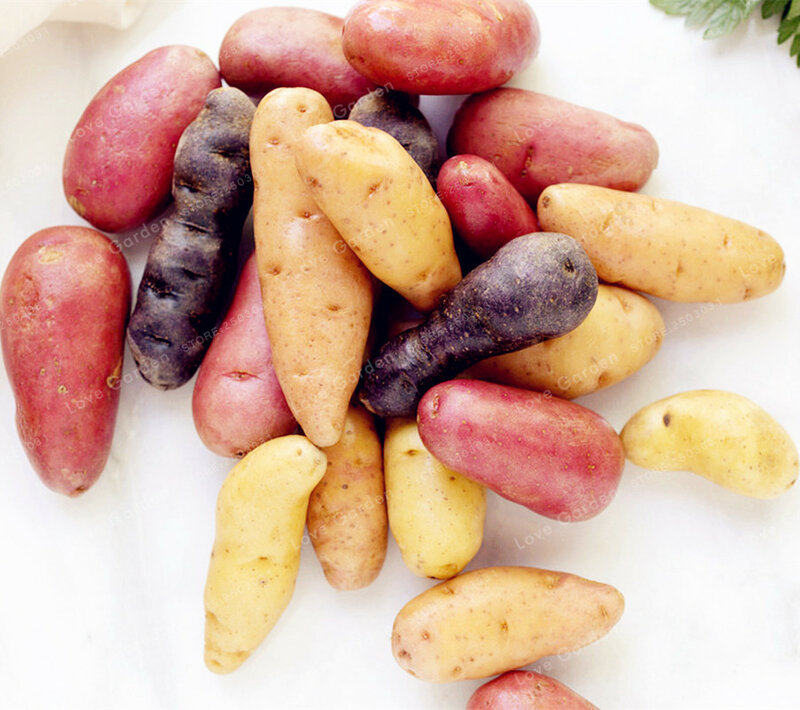 100 plátano ruso Fingerling Potato Bonsa orgánico Plantar vegetales fruta dulce saludable cocina comida jardín planta sin GMO