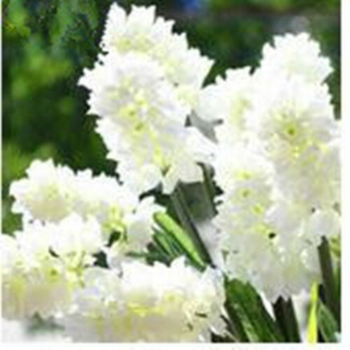 100 piezas/bolsa al aire libre hermoso Hyacinthus Orientalischeap Jacinto potted Bonsai balcón flor para la plantación del jardín casero