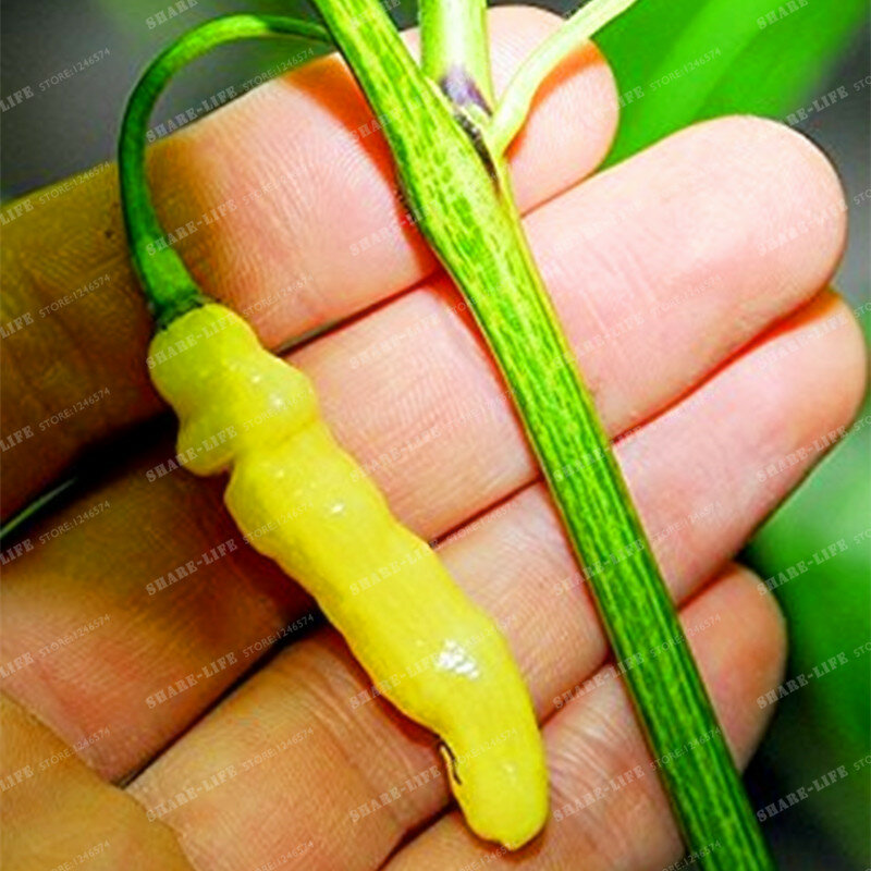 Aribibi Gusano перец Редкие боливийский Чили супер горячий белый Caterpillar перец карликовые деревья экологически чистые овощные карликовые деревья ...