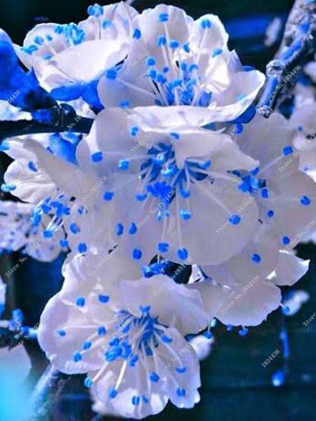 10 PCS rare sky blue sakura  bonsai flower  Bonsai plants Cherry Blossoms  cherry blossom tree for home & garden