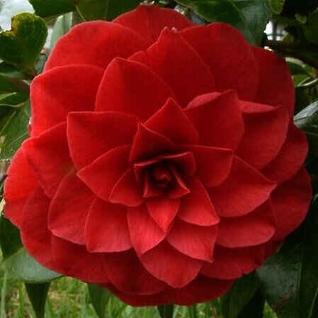 100  / Pack Camellia , Flower bonsai Tree , Diy Potted Plants, Indoor / Outdoor Pot Family easy to plant Plants