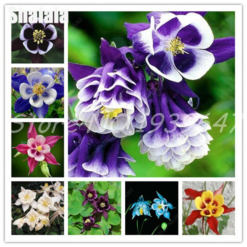 200 sztuk Hardy Bonsai roślin piękny kwiat orlik mieszanych europejskich wieloletnia kwiat Bonsai roślin, upiększanie domu i ogrodu